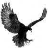 Black_Eagle